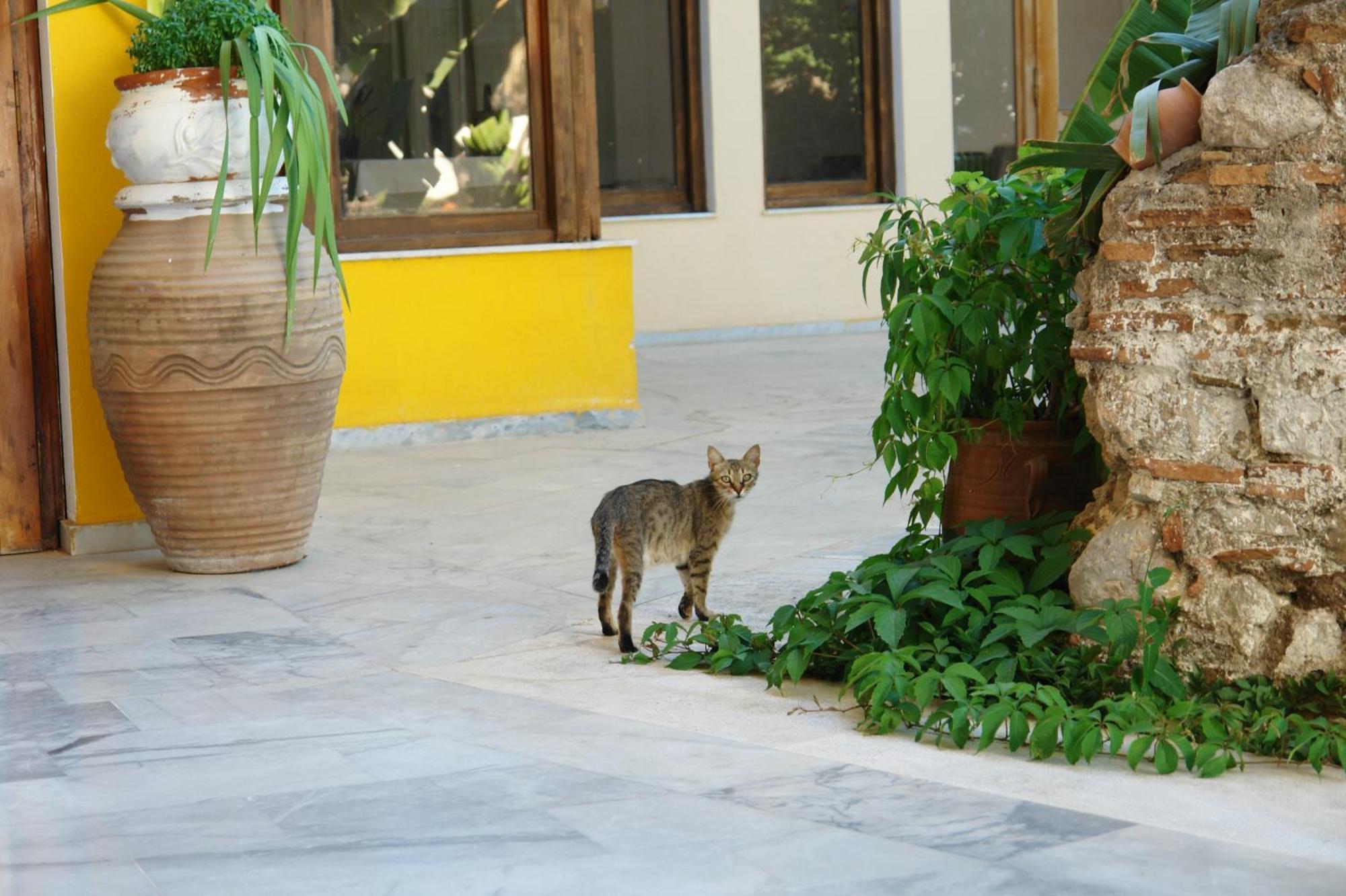 Verdelis Inn Epidaurus Exterior foto